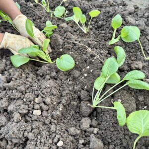空き地を利用して野菜づくり②〜土を敷いて苗を植える