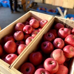 りんご箱のパーツを作る。