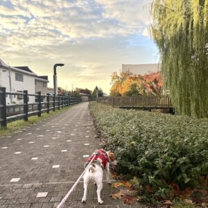 犬の散歩と福拾い