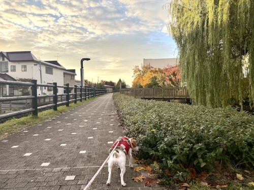 犬の散歩と福拾い
