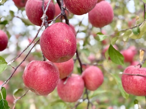 りんごの収穫真っ盛り！？