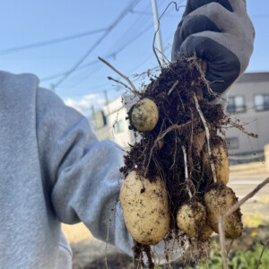 コンポストに入れた3週間前の生ごみとじゃがいもの収穫