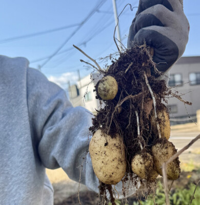 コンポストに入れた3週間前の生ごみとじゃがいもの収穫