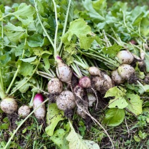 秋の収穫まつり！！