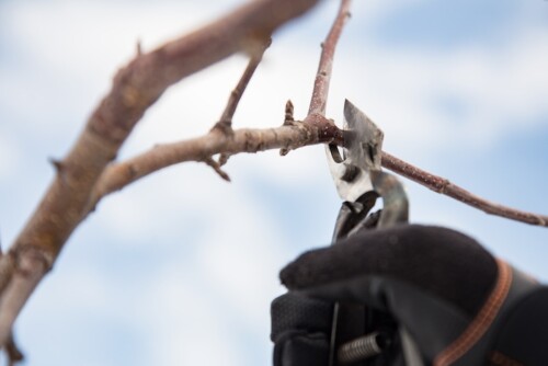 りんごの剪定（１）〜いよいよ自分たちの番