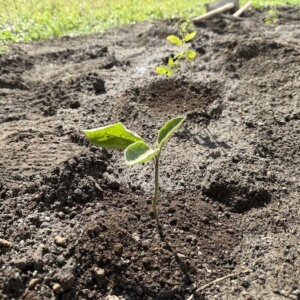 空き地を野菜畑に〜野菜の苗を植える