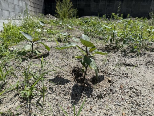 空き地を野菜畑に〜植えた野菜の1ヶ月後